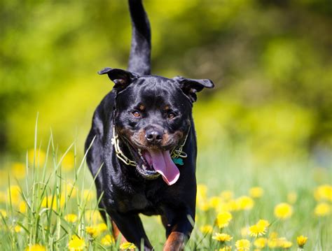 porno mit hund|Der Tag, an dem mich unser Rottweiler nahm – readbeast